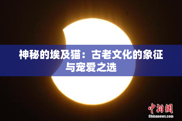 神秘的埃及猫：古老文化的象征与宠爱之选