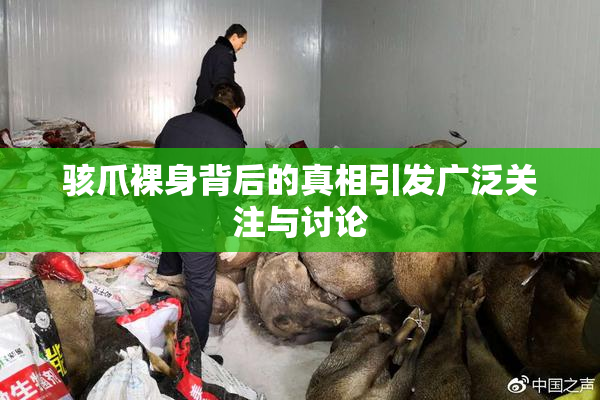 骇爪裸身背后的真相引发广泛关注与讨论