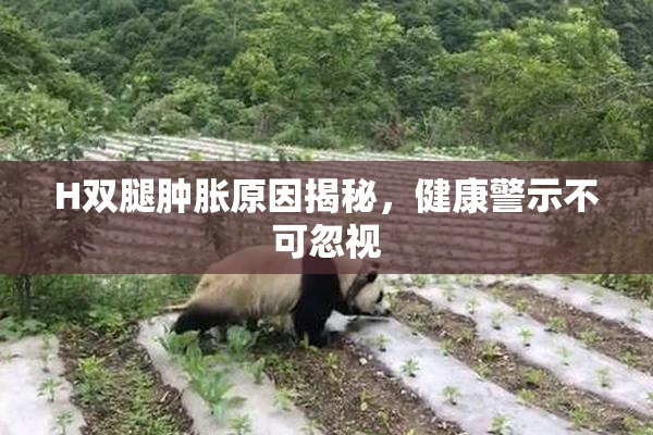 H双腿肿胀原因揭秘，健康警示不可忽视