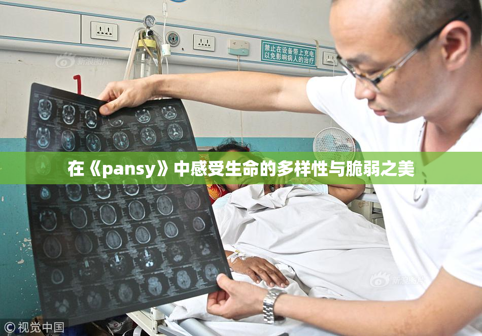 在《pansy》中感受生命的多样性与脆弱之美