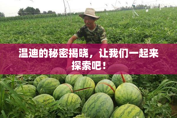 温迪的秘密揭晓，让我们一起来探索吧！