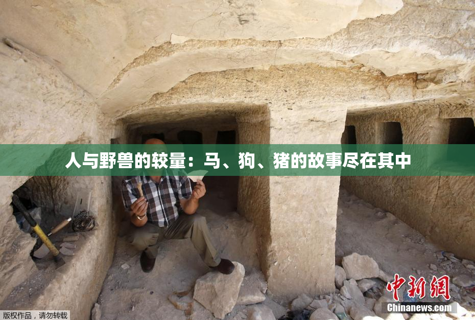 人与野兽的较量：马、狗、猪的故事尽在其中