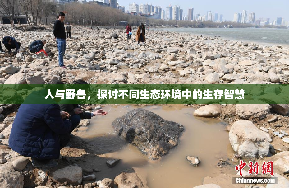 人与野鲁，探讨不同生态环境中的生存智慧