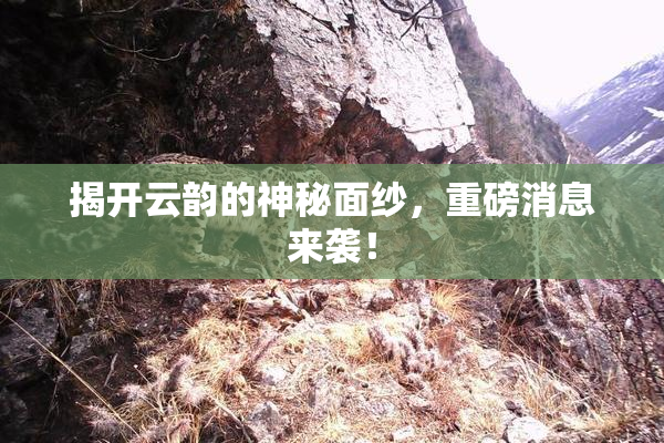 揭开云韵的神秘面纱，重磅消息来袭！