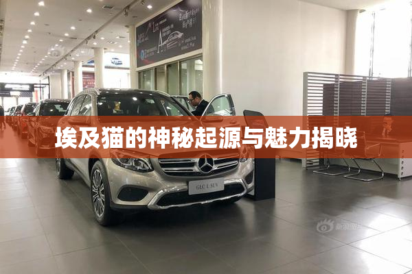 埃及猫的神秘起源与魅力揭晓
