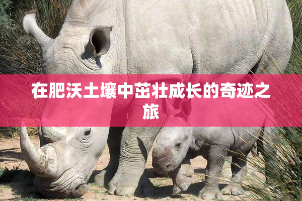 在肥沃土壤中茁壮成长的奇迹之旅