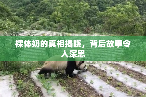 裸体奶的真相揭晓，背后故事令人深思