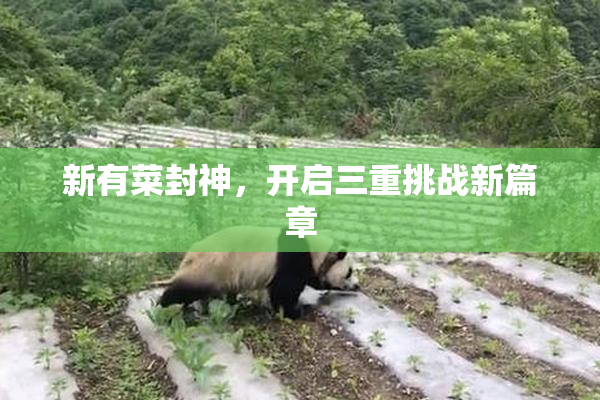 新有菜封神，开启三重挑战新篇章