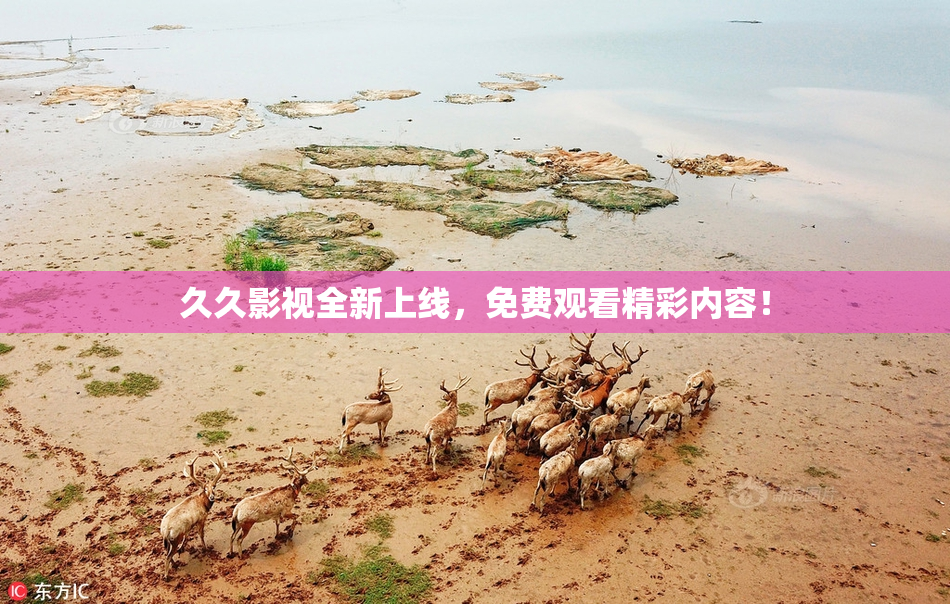 久久影视全新上线，免费观看精彩内容！
