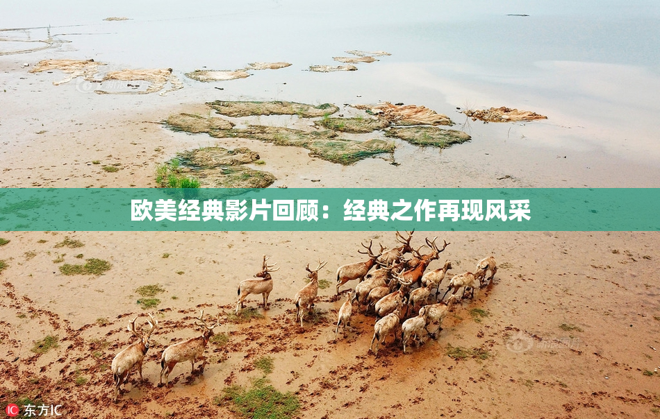 欧美经典影片回顾：经典之作再现风采