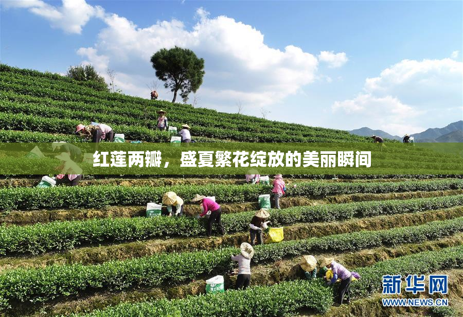 红莲两瓣，盛夏繁花绽放的美丽瞬间