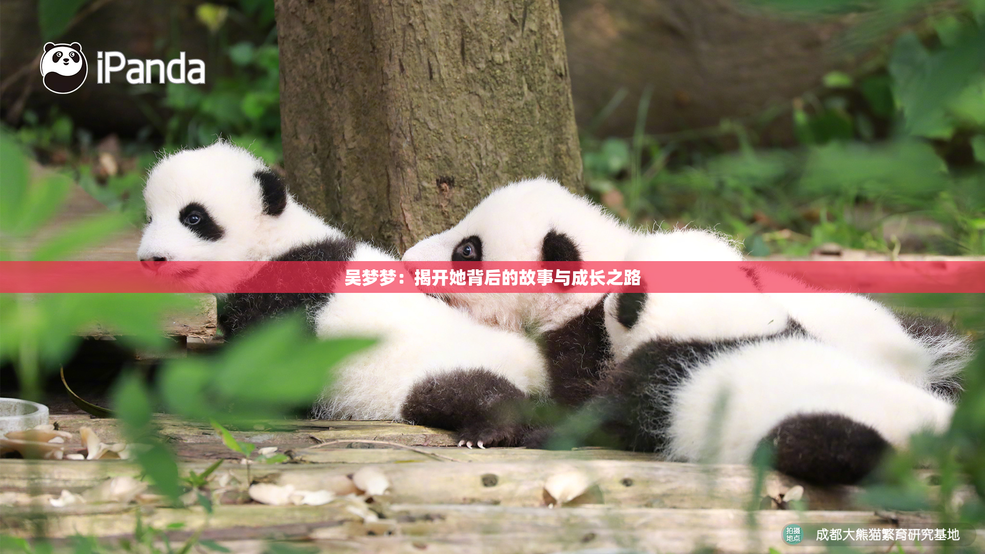 吴梦梦：揭开她背后的故事与成长之路