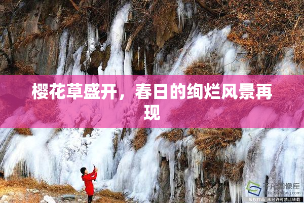 樱花草盛开，春日的绚烂风景再现