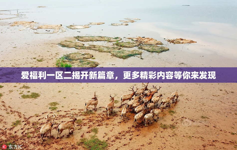 爱福利一区二揭开新篇章，更多精彩内容等你来发现