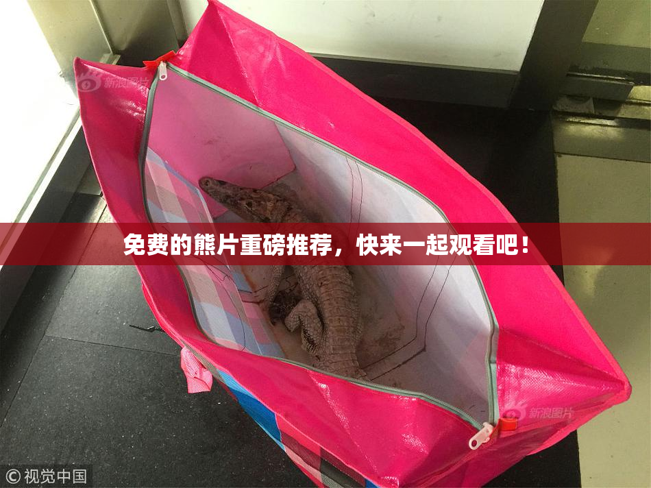 免费的熊片重磅推荐，快来一起观看吧！