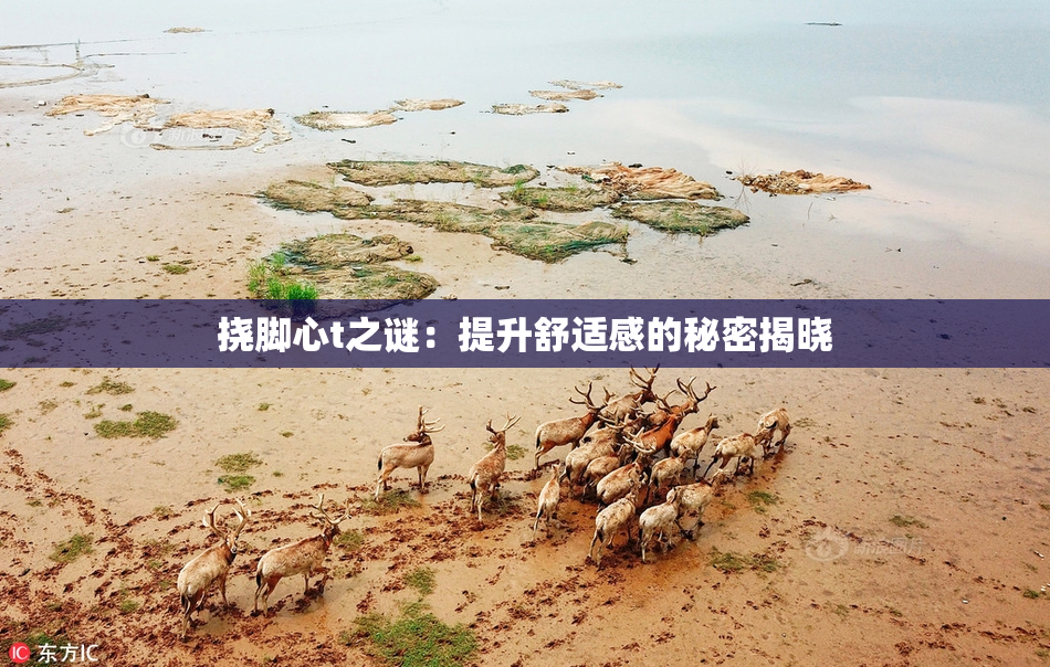 挠脚心t之谜：提升舒适感的秘密揭晓
