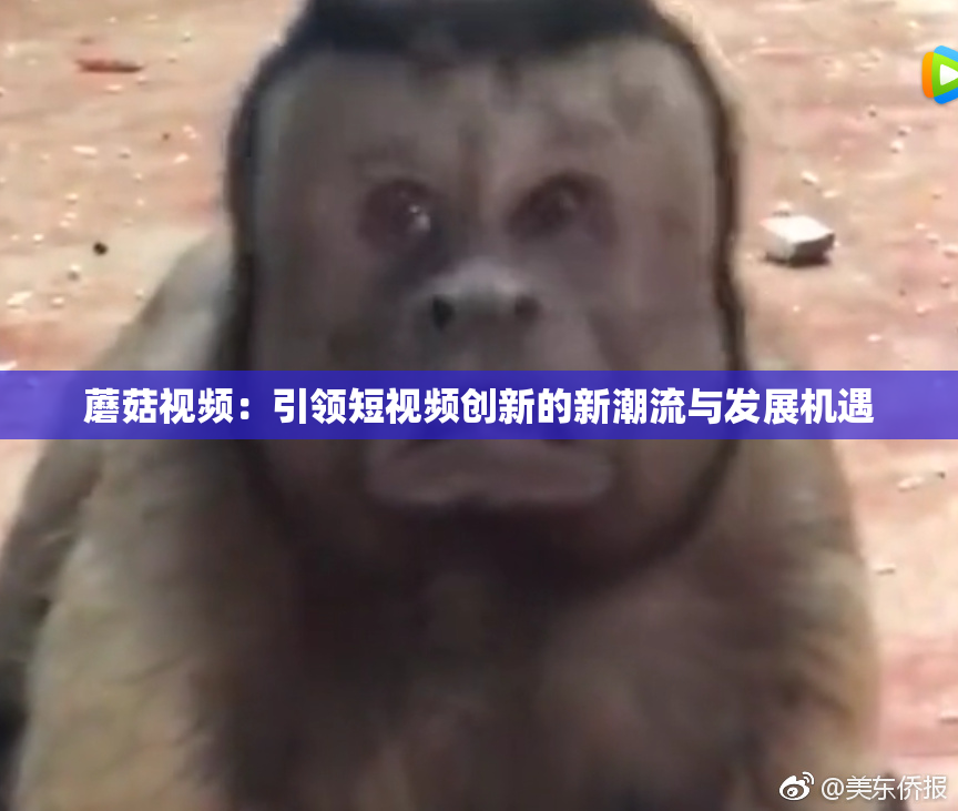 蘑菇视频：引领短视频创新的新潮流与发展机遇