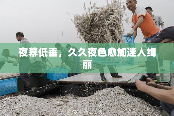 夜幕低垂，久久夜色愈加迷人绚丽