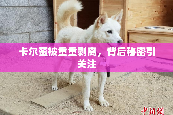卡尔蜜被重重剥离，背后秘密引关注