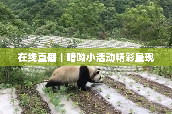 在线直播丨暗呦小活动精彩呈现