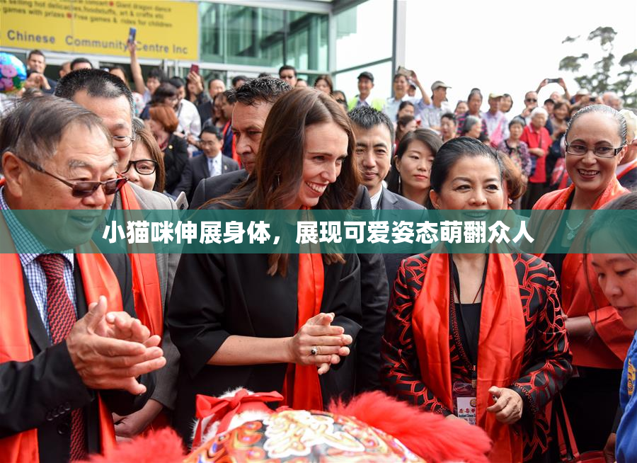 小猫咪伸展身体，展现可爱姿态萌翻众人