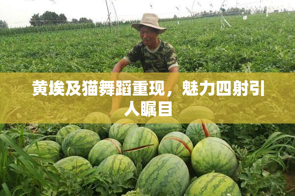 黄埃及猫舞蹈重现，魅力四射引人瞩目
