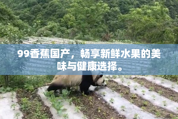 99香蕉国产，畅享新鲜水果的美味与健康选择。