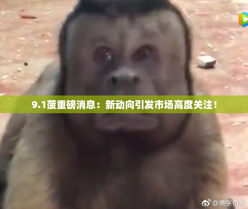 9.1菠重磅消息：新动向引发市场高度关注！