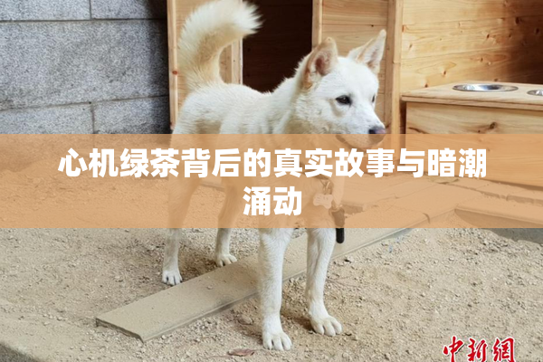 心机绿茶背后的真实故事与暗潮涌动