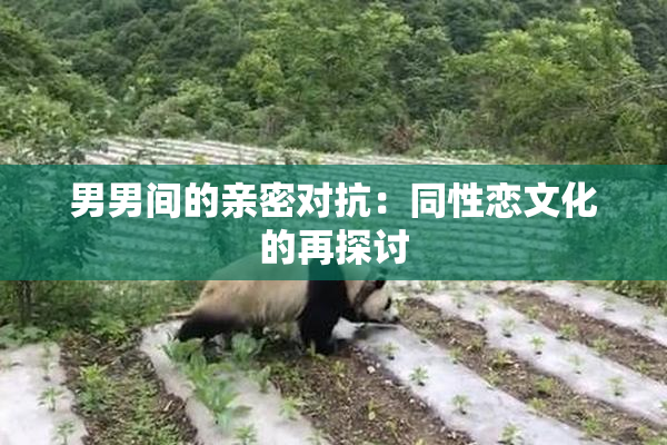 男男间的亲密对抗：同性恋文化的再探讨