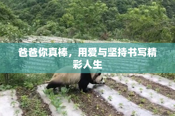 爸爸你真棒，用爱与坚持书写精彩人生