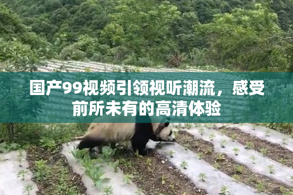 国产99视频引领视听潮流，感受前所未有的高清体验