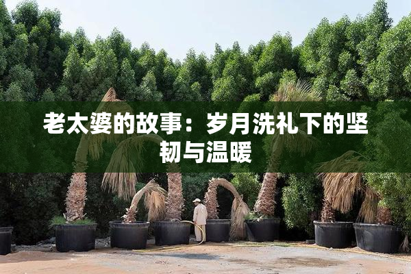 老太婆的故事：岁月洗礼下的坚韧与温暖