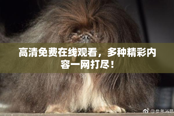 高清免费在线观看，多种精彩内容一网打尽！