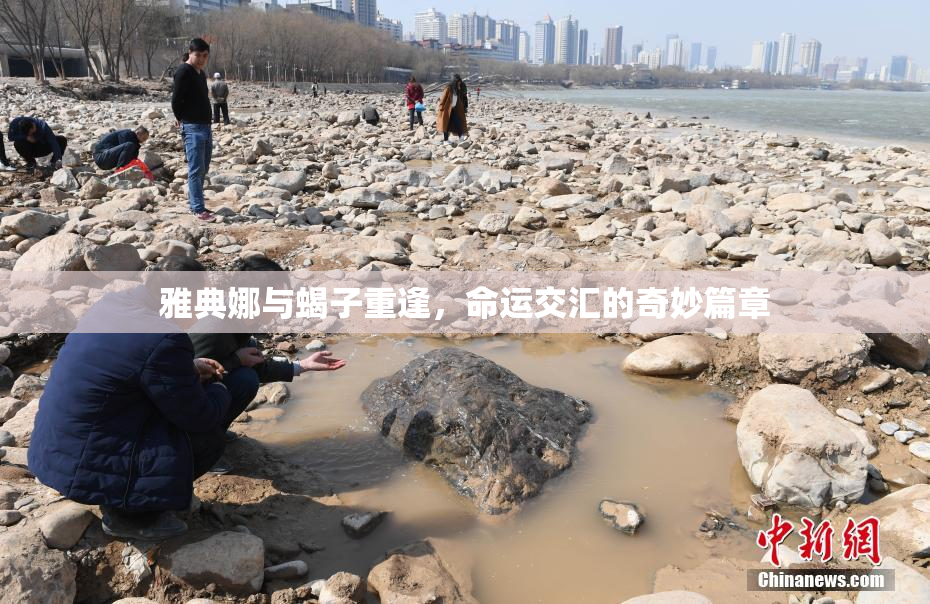 雅典娜与蝎子重逢，命运交汇的奇妙篇章