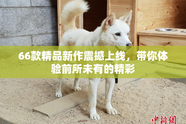 66款精品新作震撼上线，带你体验前所未有的精彩