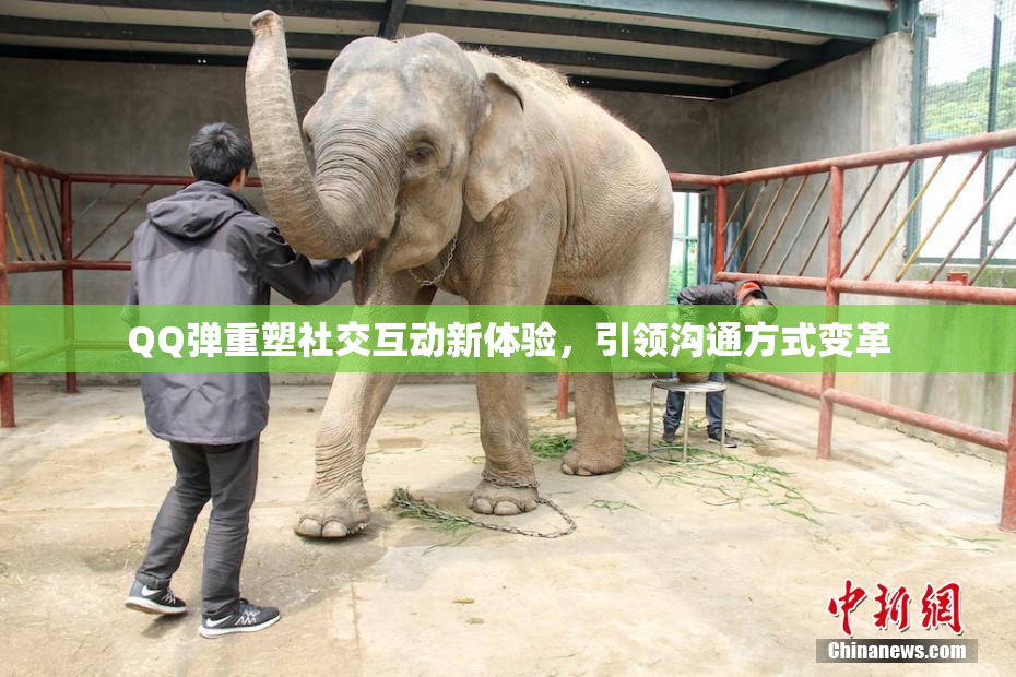 QQ弹重塑社交互动新体验，引领沟通方式变革