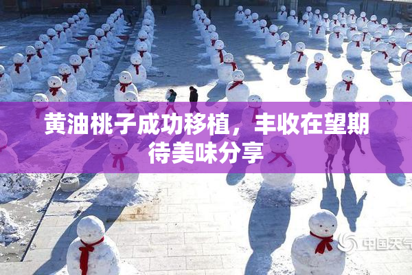 黄油桃子成功移植，丰收在望期待美味分享