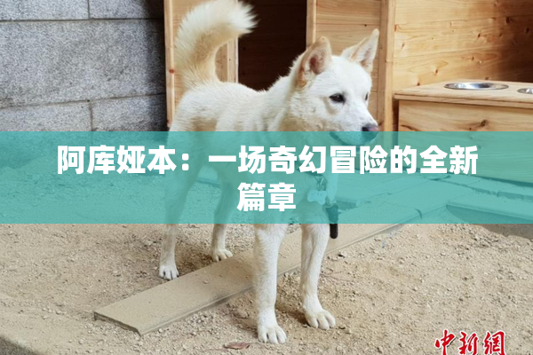 阿库娅本：一场奇幻冒险的全新篇章