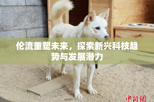 伦流重塑未来，探索新兴科技趋势与发展潜力