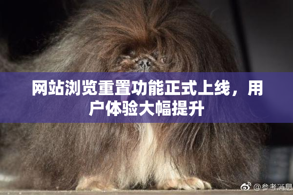 网站浏览重置功能正式上线，用户体验大幅提升