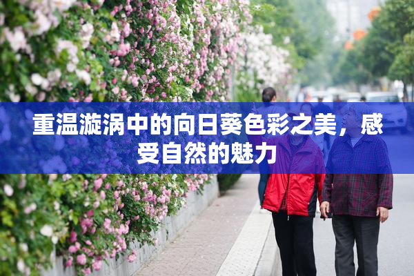 重温漩涡中的向日葵色彩之美，感受自然的魅力