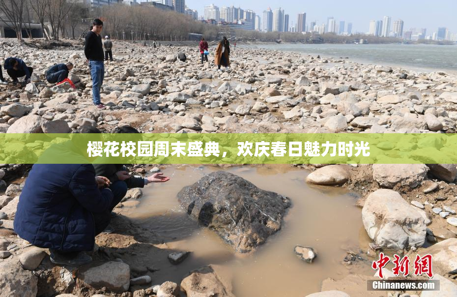 樱花校园周末盛典，欢庆春日魅力时光