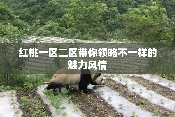 红桃一区二区带你领略不一样的魅力风情