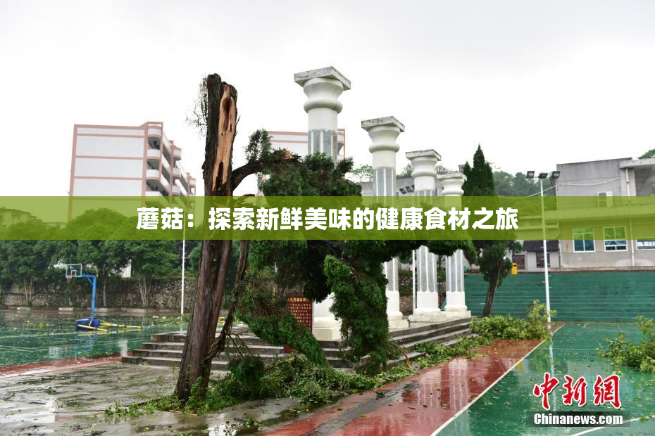 蘑菇：探索新鲜美味的健康食材之旅