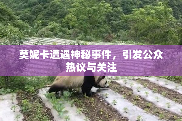 莫妮卡遭遇神秘事件，引发公众热议与关注