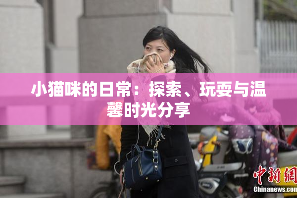 小猫咪的日常：探索、玩耍与温馨时光分享