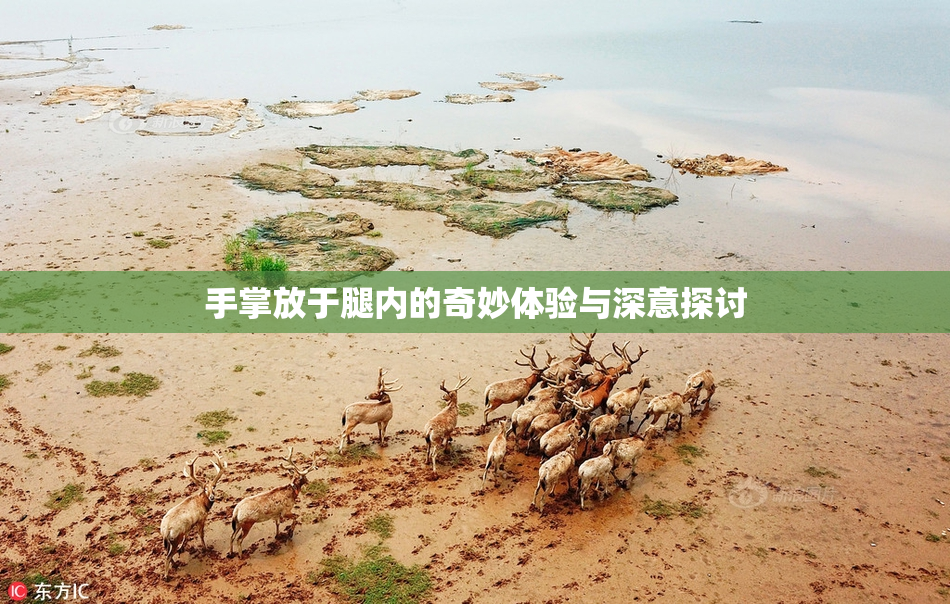 手掌放于腿内的奇妙体验与深意探讨