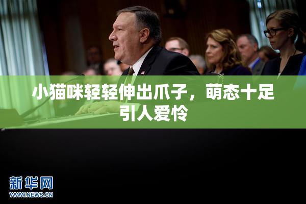 小猫咪轻轻伸出爪子，萌态十足引人爱怜