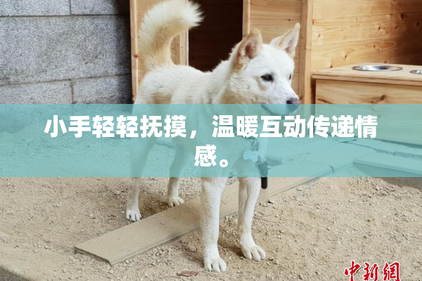 小手轻轻抚摸，温暖互动传递情感。